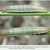 erebia melancholica daghestan larva3a